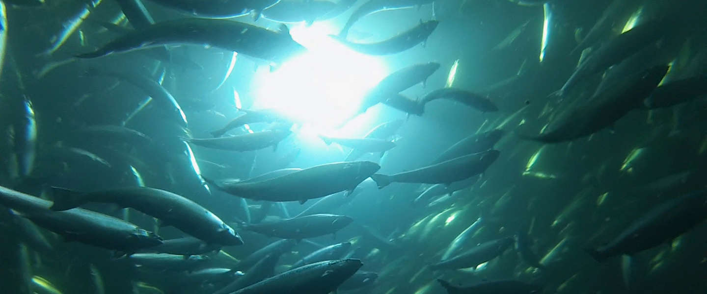 Signify helpt Australis Seafoods Chili met onderwater