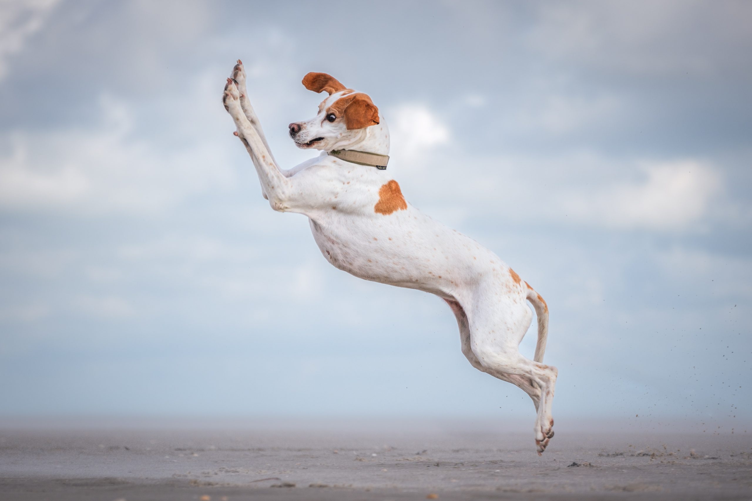 The Comedy Pet Photography Awards 2024 Vera Faupel Fritzlar Germany Title: Dancing queen Description: What can I say. This dog loves to jump! Animal: Pepper, pointer dog Location of shot: Germany