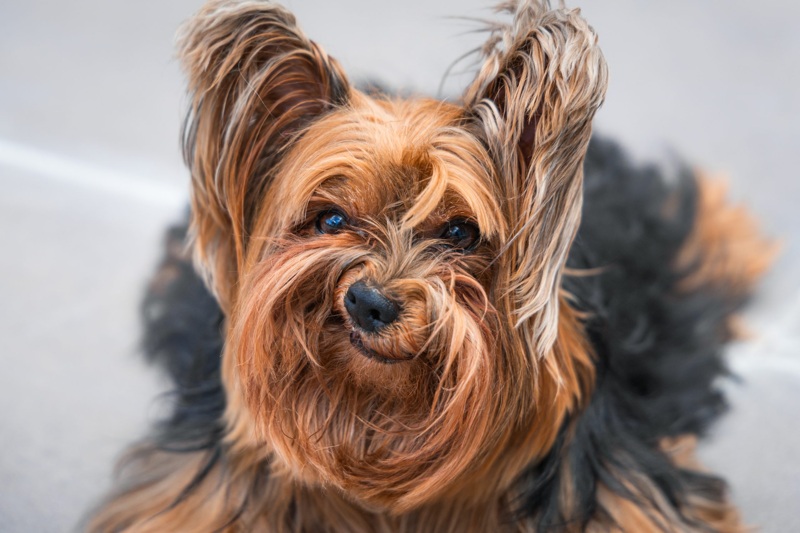 The Comedy Pet Photography Awards 2024 Luiza Ribeiro de Oliveira Belo Horizonte Brazil Title: Grumpy Dog Description: Meet Nick Barry, a 5-year-old yorkie with a special talent for hilarius expressions. This may not be his most flattering photo, but that frown is undeniably captivating - a true portrait of a dog who doesn't need smiles to win our hearts. Animal: Yorkshire Terrier Location of shot: Brazil
