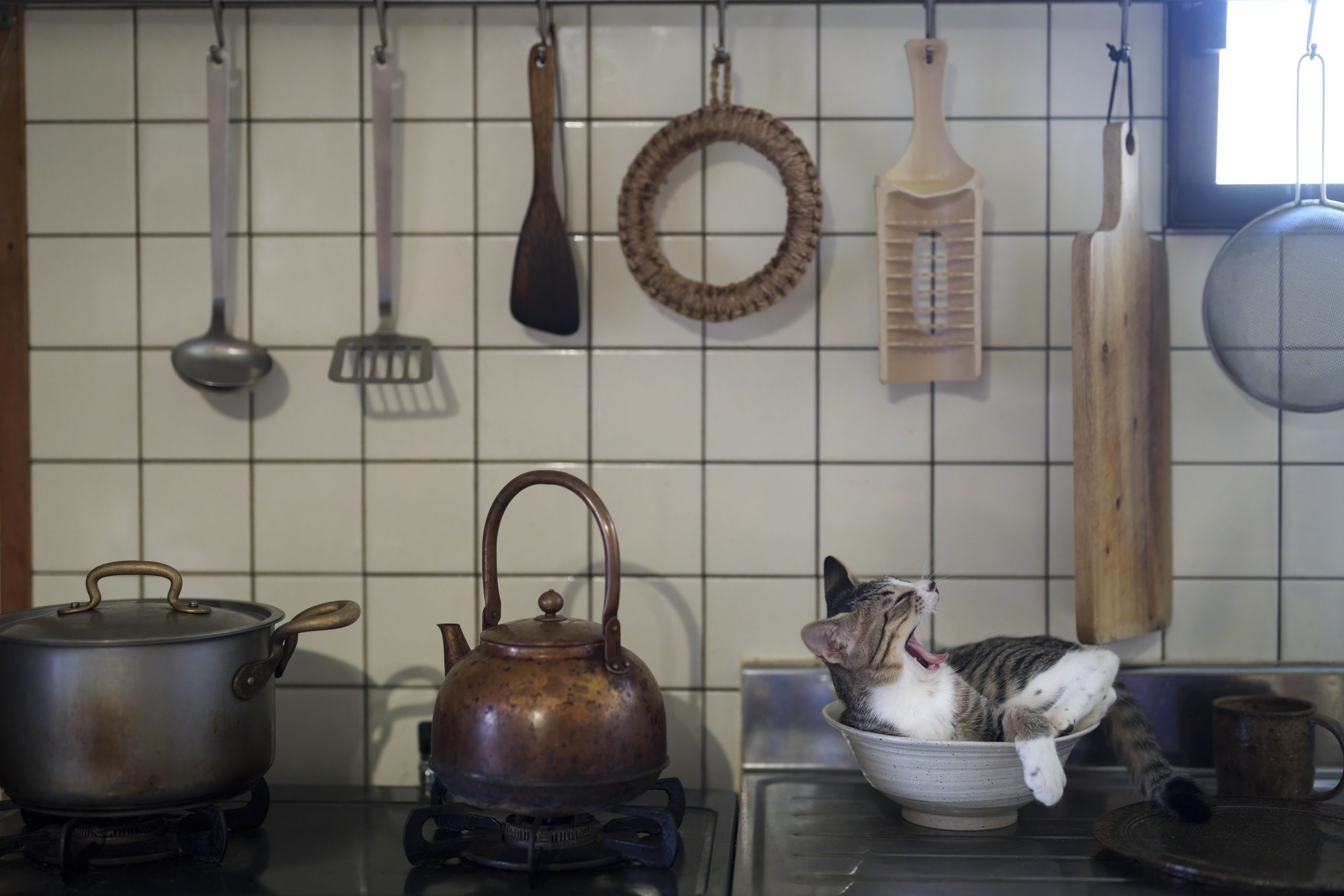 The Comedy Pet Photography Awards 2024 Atsuyuki Ohshima Kameoka Japan Title: Kitty in the kitchen Description: He stayed at there as if one of a kitchen tool. Animal: Cat Location of shot: Japan