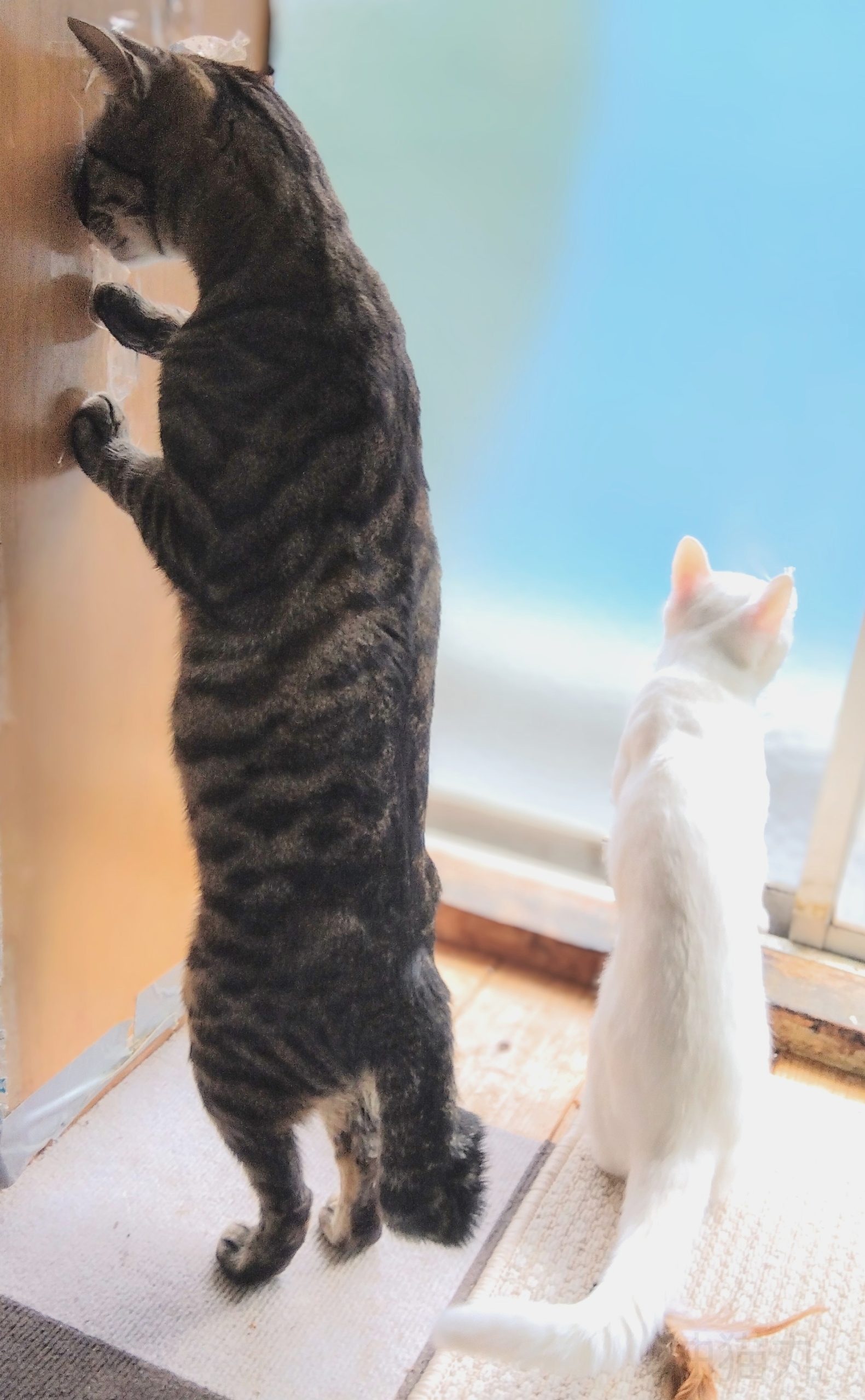 The Comedy Pet Photography Awards 2024 aburanekomaru yasuda æ„›åª›çœŒ Japan Title: You keep watch Description: Our cat pushing nose into a hole in the wall while the other one seems to keep watch Animal: cat Location of shot: House