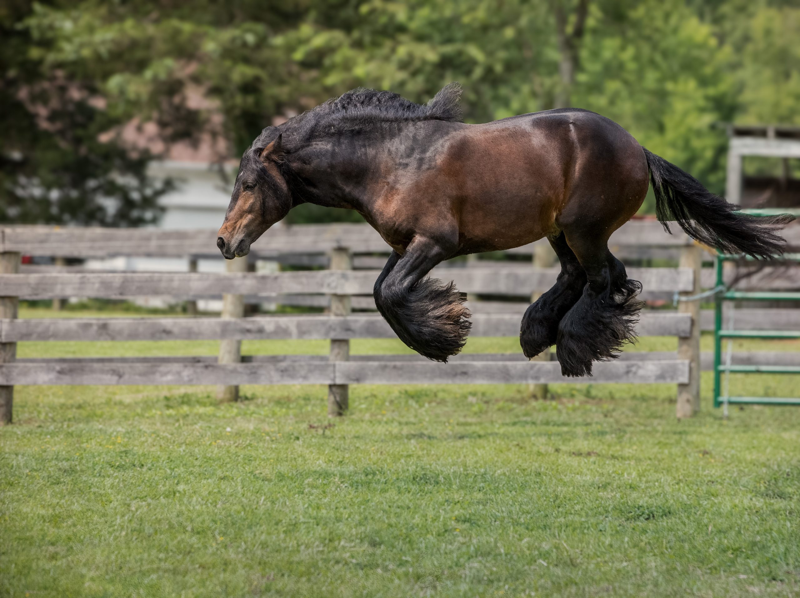 The Comedy Pet Photography Awards 2024 Debby Thomas Manakin Sabot United States Title: I think I saw a mouse!! Description: This beautiful and athletic gelding loves to try to fly off the ground! This is one of the series of leaps he performs. Animal: Horse Location of shot: Virginia, USA