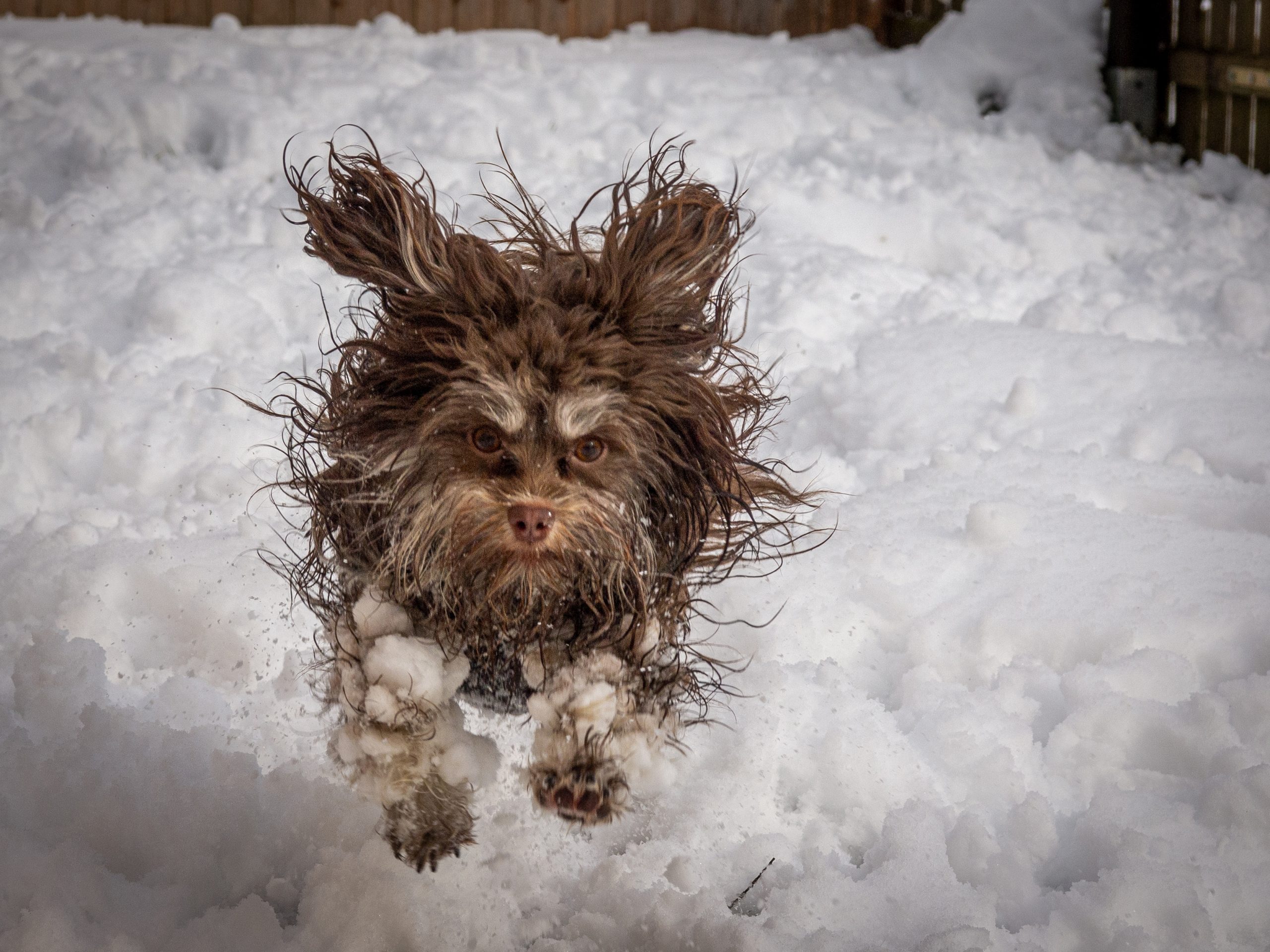 The Comedy Pet Photography Awards 2024 Tammo Zelle Stahlhofen Germany Title: It's fu.... cold! Description: Our dog had a lot of fun in the snow, but unfortunately ice crystals always stick to his paws. Animal: Our Bolonka Zwetna lady 