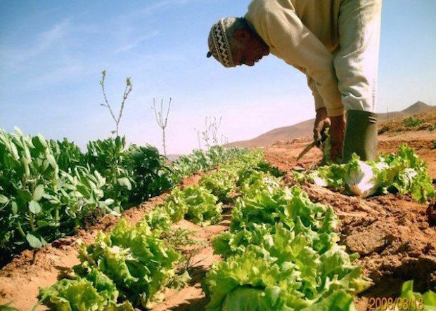 In Algerije wordt er nu volop groente en fruit geteeld.